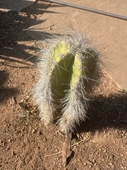 👑 Wooly Rhino — Rooted 11” Whole Plant
