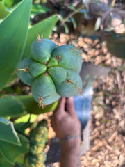 💎👑 Lotusland Huanu —  XL Fat-n-Frosty 14” Tip