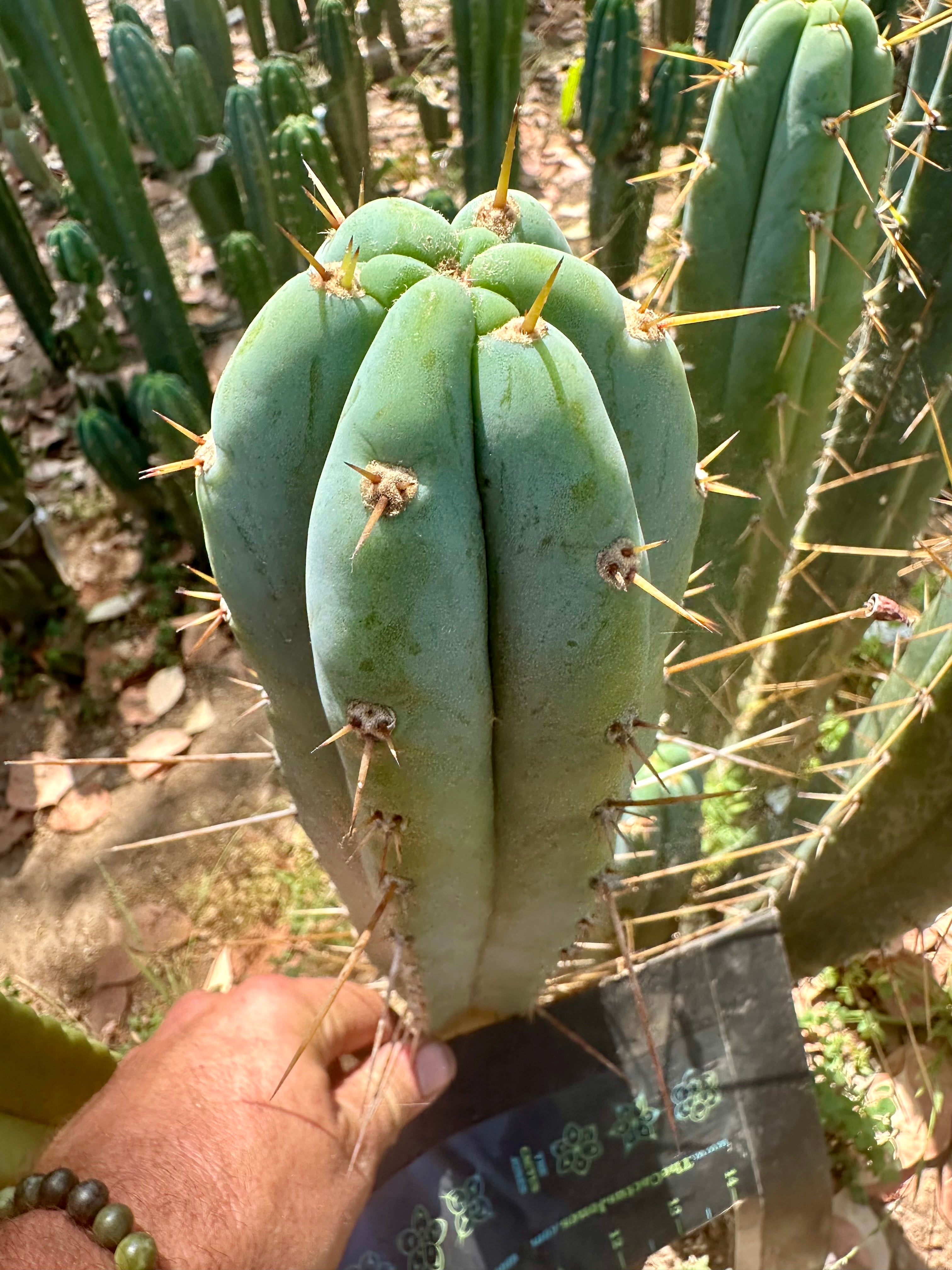 Bart x Sina  — 10” Tips (5)