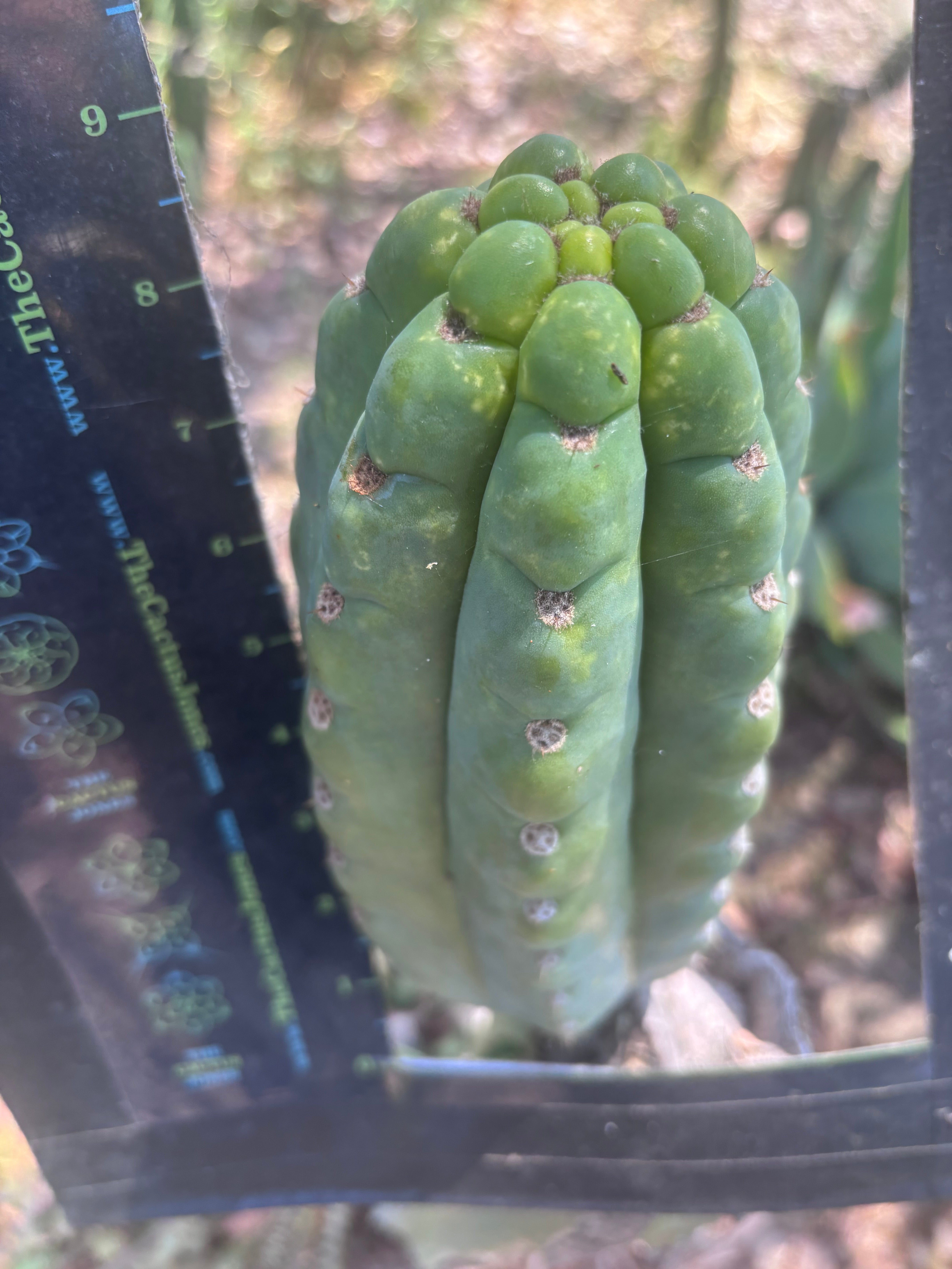 💎👑🌶️ Ichoca — BEEFY 9” Pup