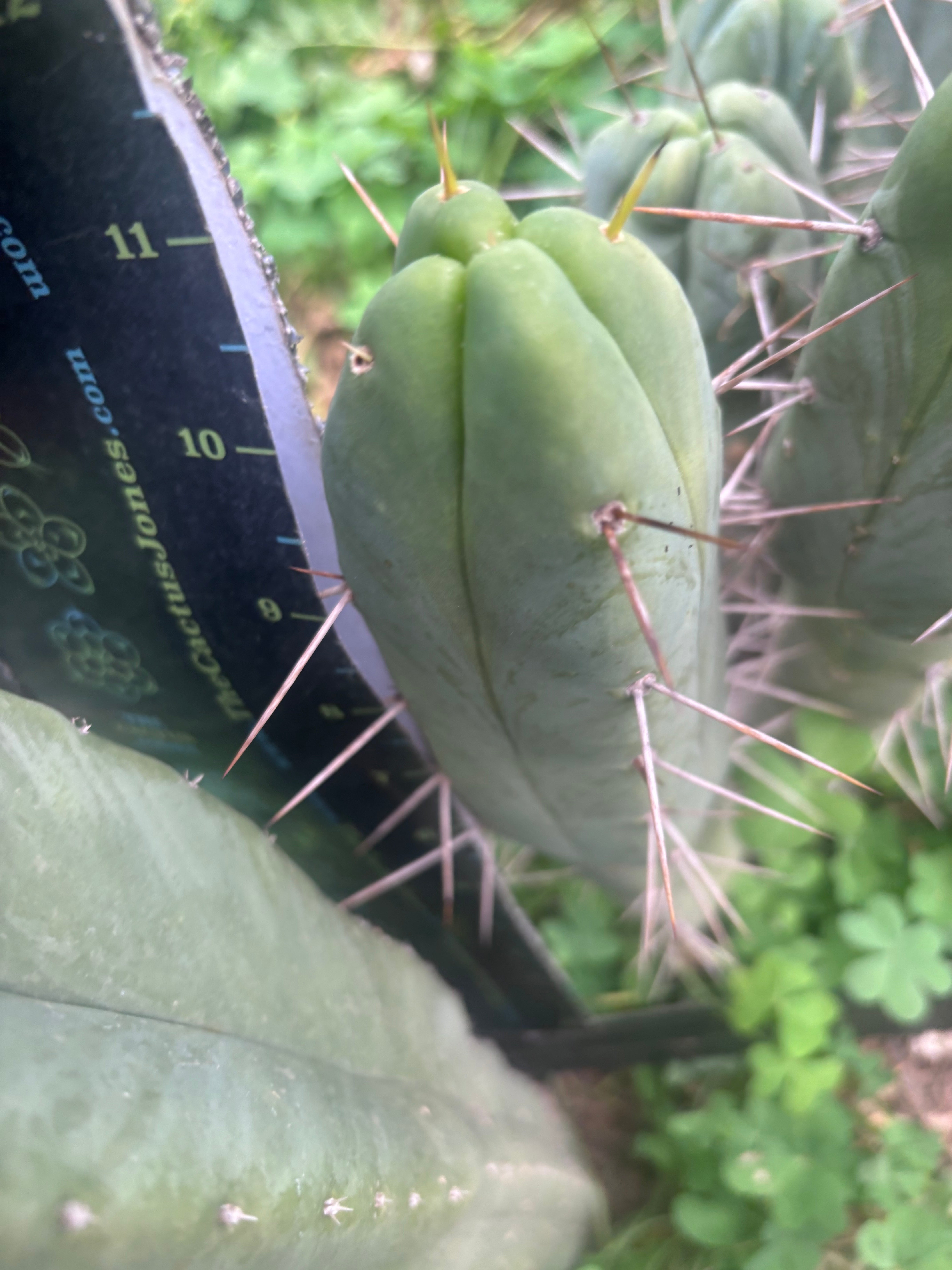 👑🌶️ Quattro — 11” Pup