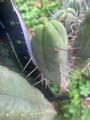 👑🌶️ Quattro — 11” Pup