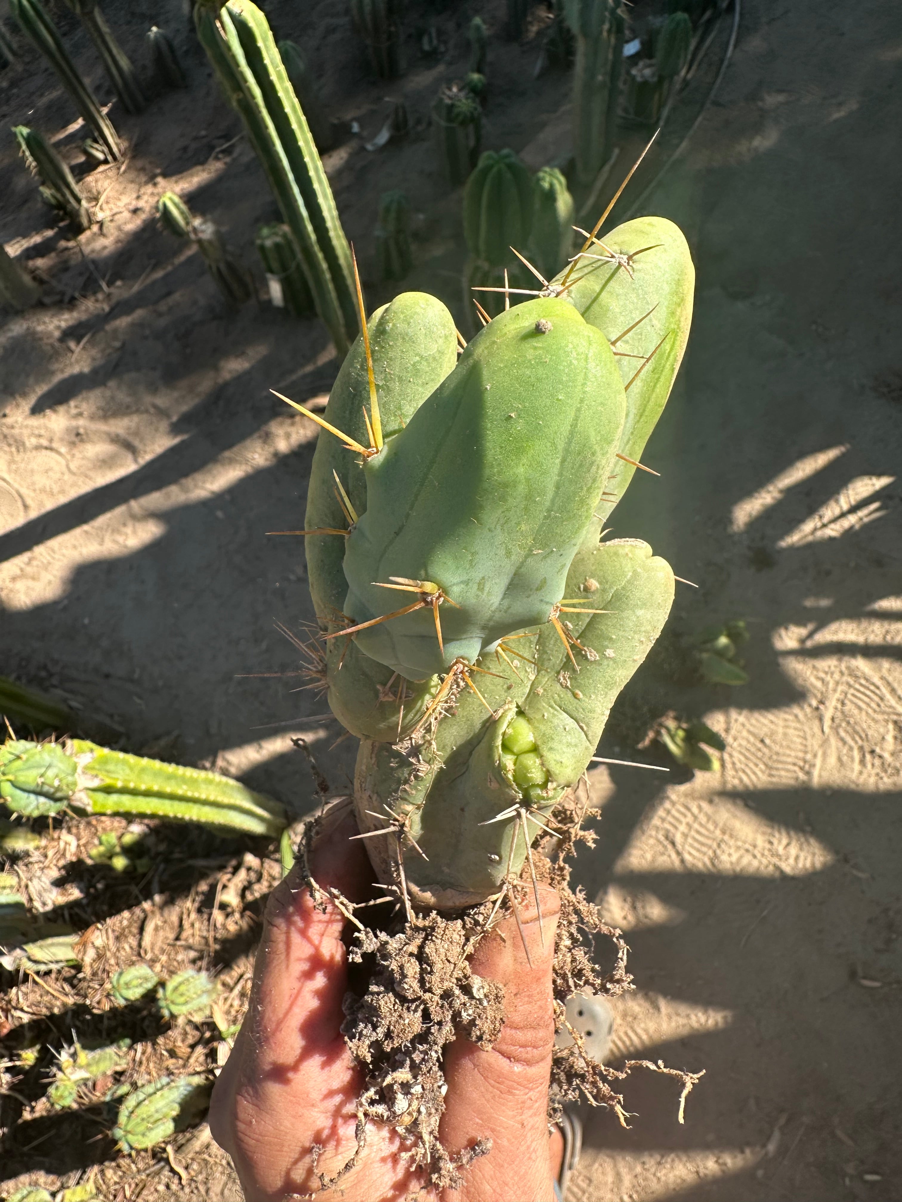 👑🌶️🌶️  TBM  — Rooted Cluster #1