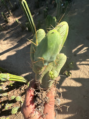 👑🌶️🌶️  TBM  — Rooted Cluster #1
