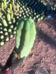 👑💎🌶️🌶️ Eileen — 17” Mega Tip