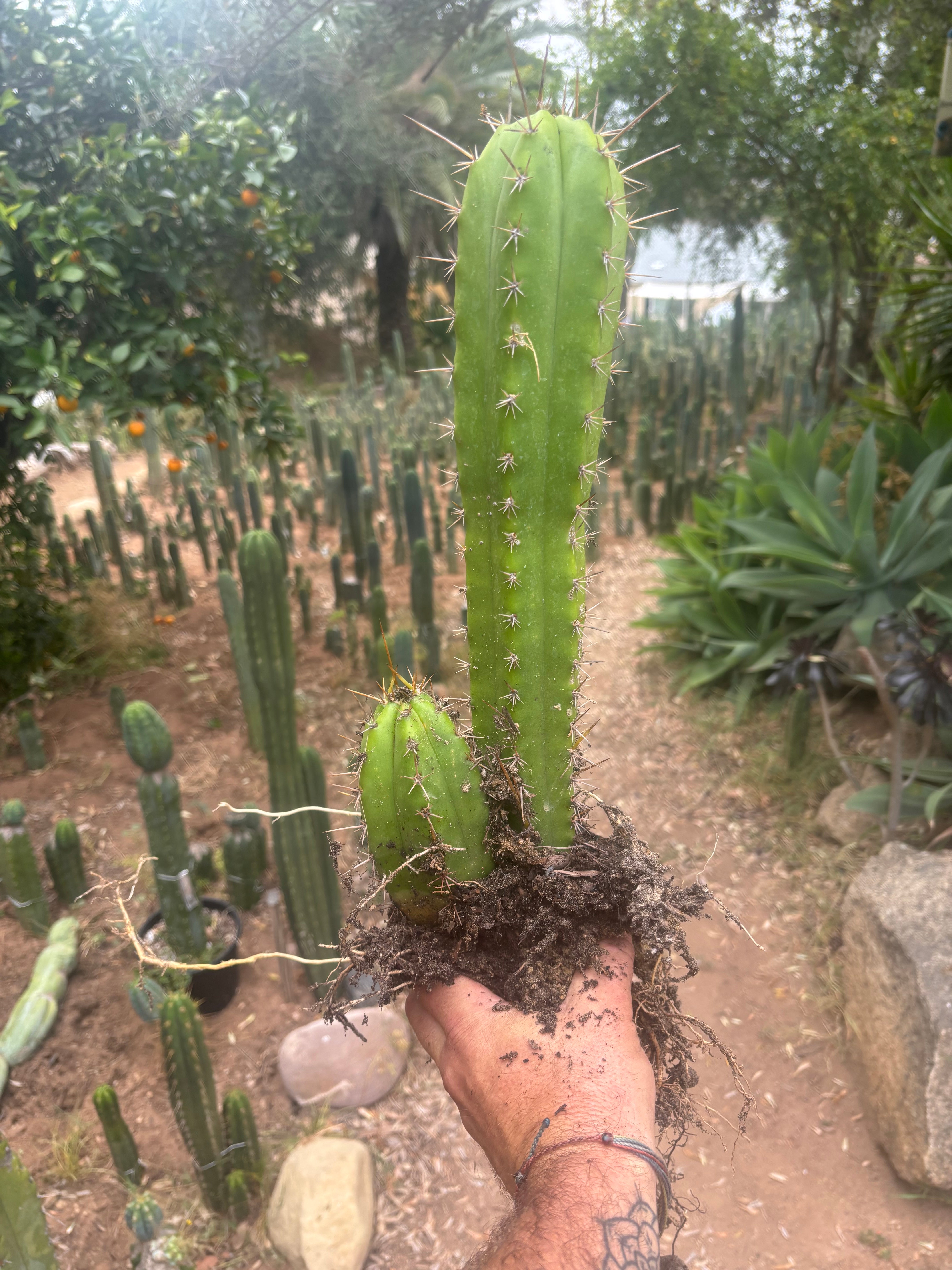 (🌶️) Lumberjack x Huaraz — Seed Grown Mini Stand