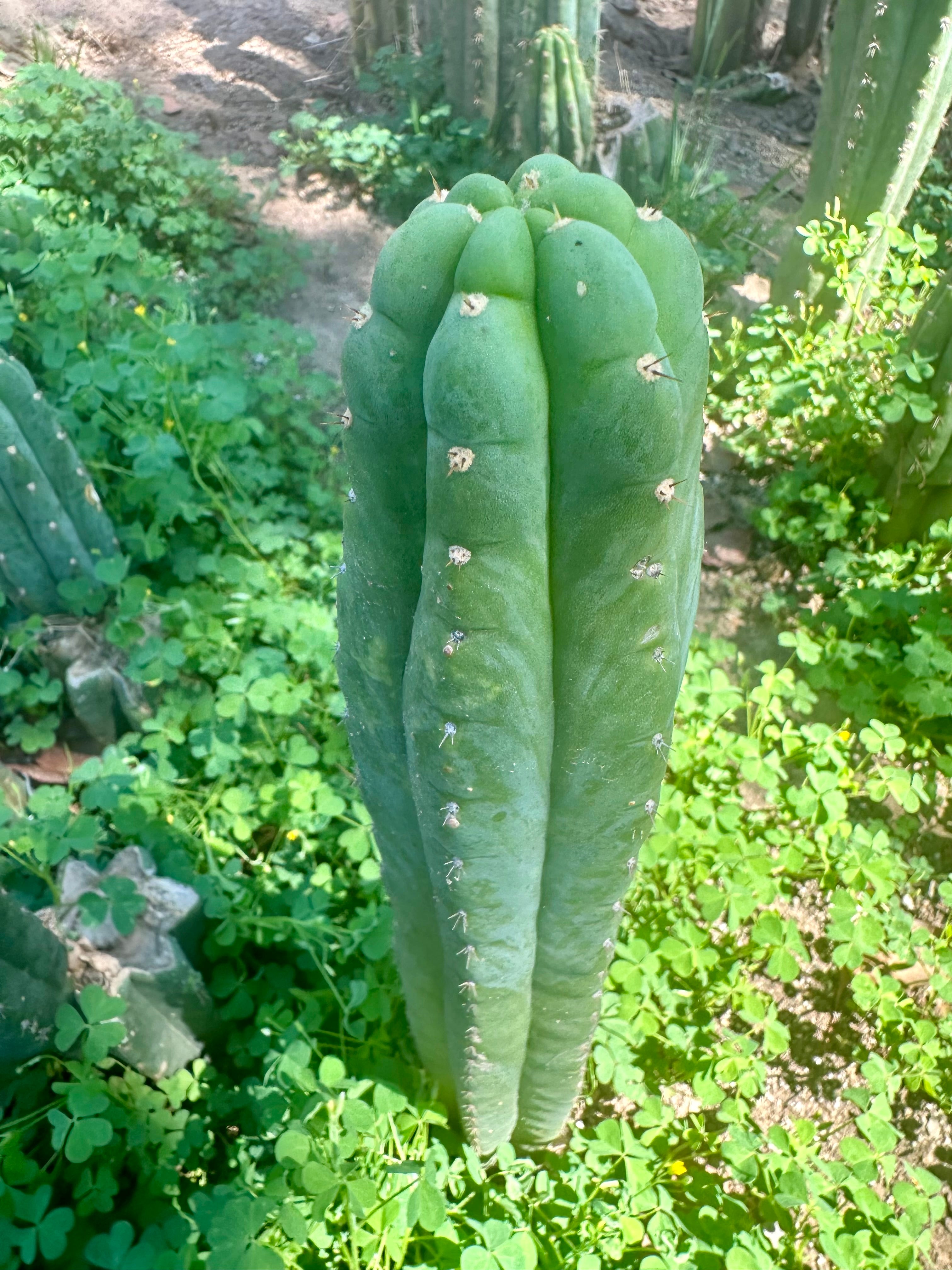 👑🌶️ Blue Ecuador— 10” Tip