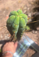 👑🌶️🌶️  Jiimz Twin — 15” Pup