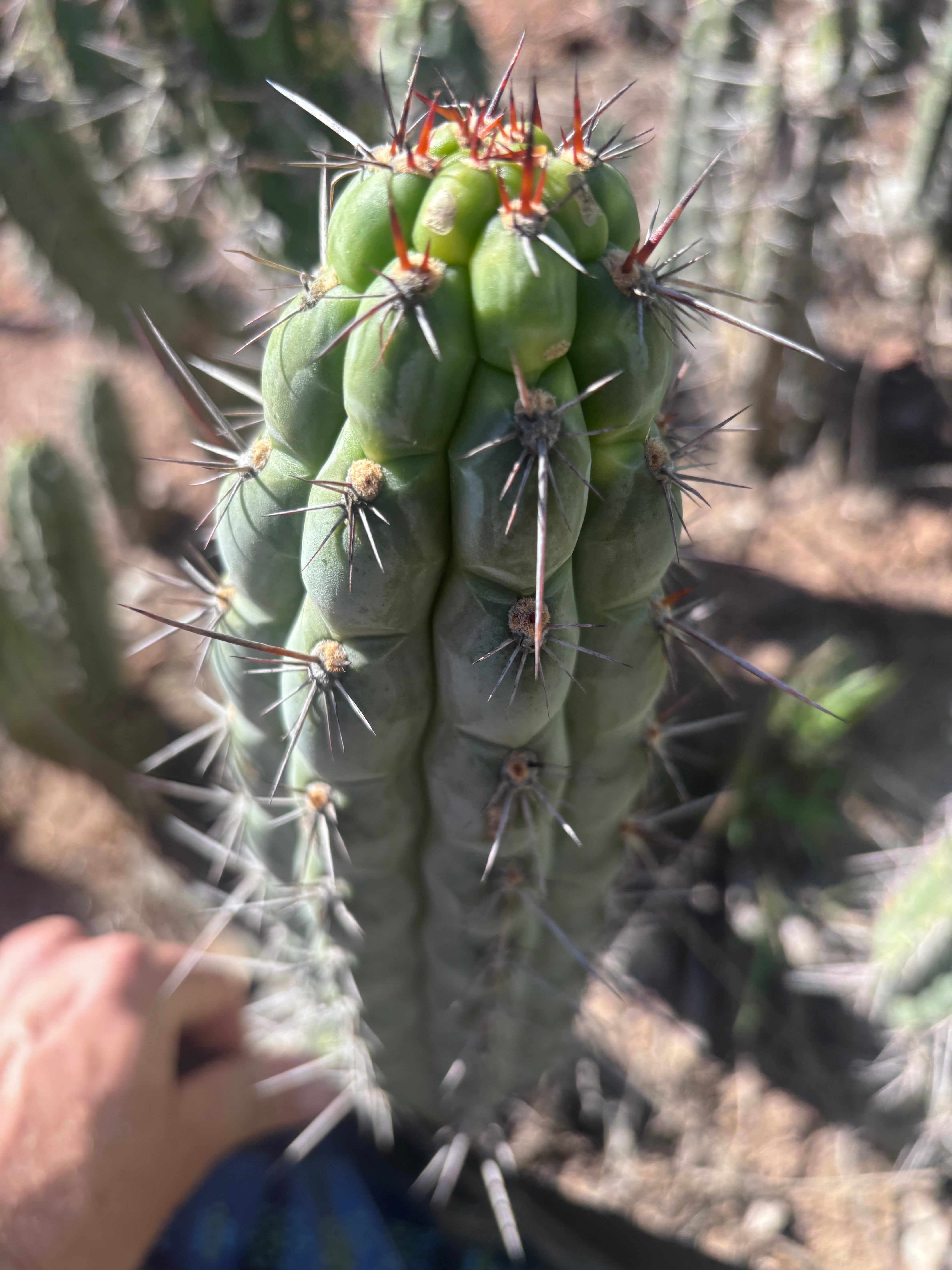 👑 Chala — 12” Tips