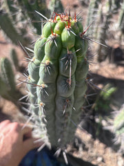 👑 Chala — 12” Tips