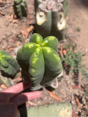 💎👑💎🌶️ Ferah! — 5.5” Pup
