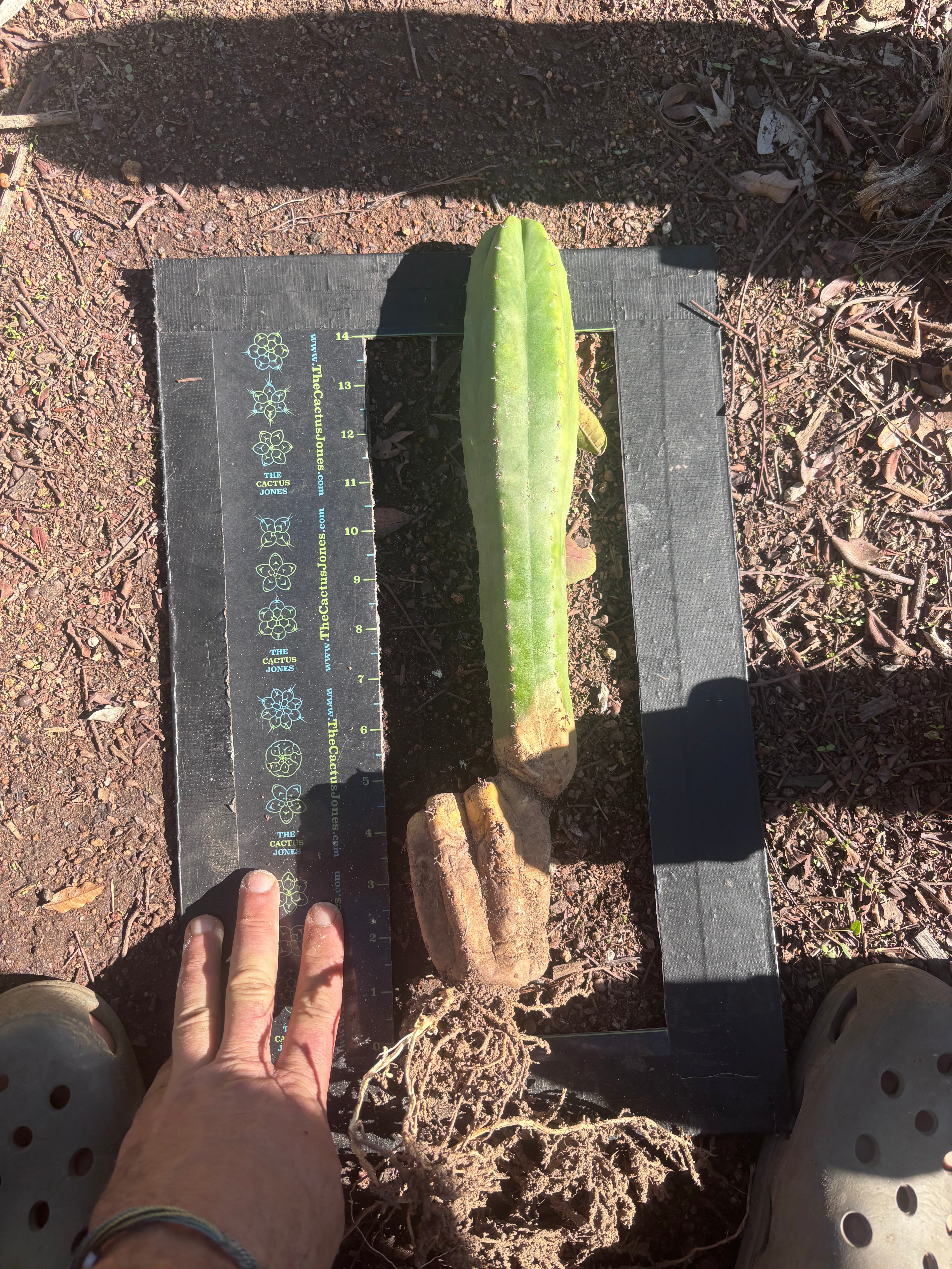 👑🌶️ Ecuadorian Pach — Rooted 15”