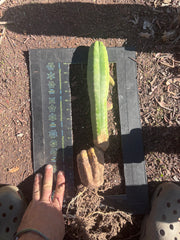 👑🌶️ Ecuadorian Pach — Rooted 15”