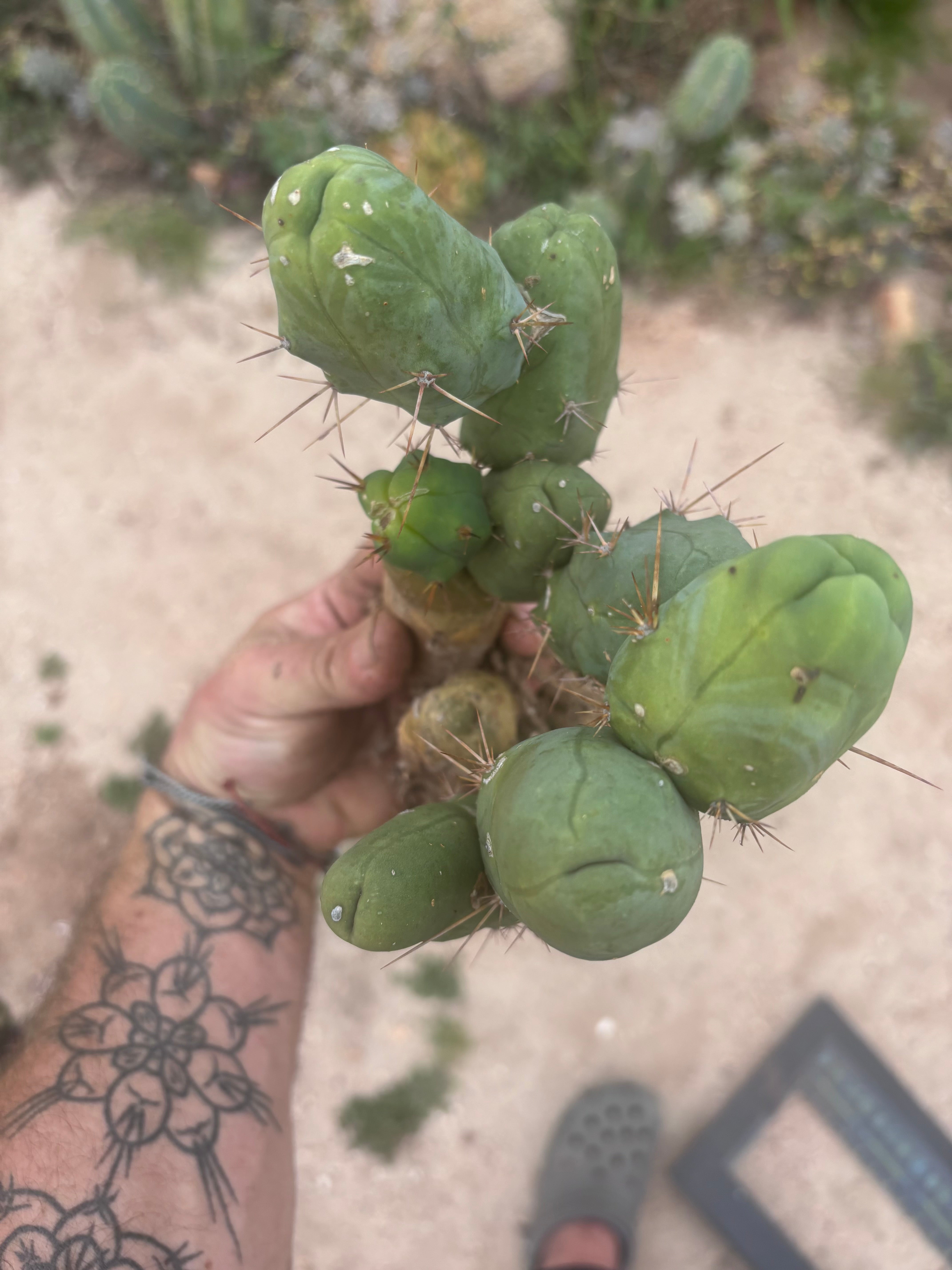 👑🌶️🌶️  TBM Clone B — XL Fully Rooted
