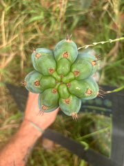 💎👑💎 Papa Smurf — XL Beefy 11” Pup