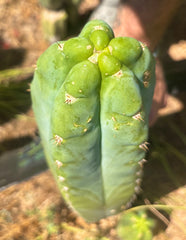 💎👑🌶️ Bob’s Colossus — Beefy 11” Tip