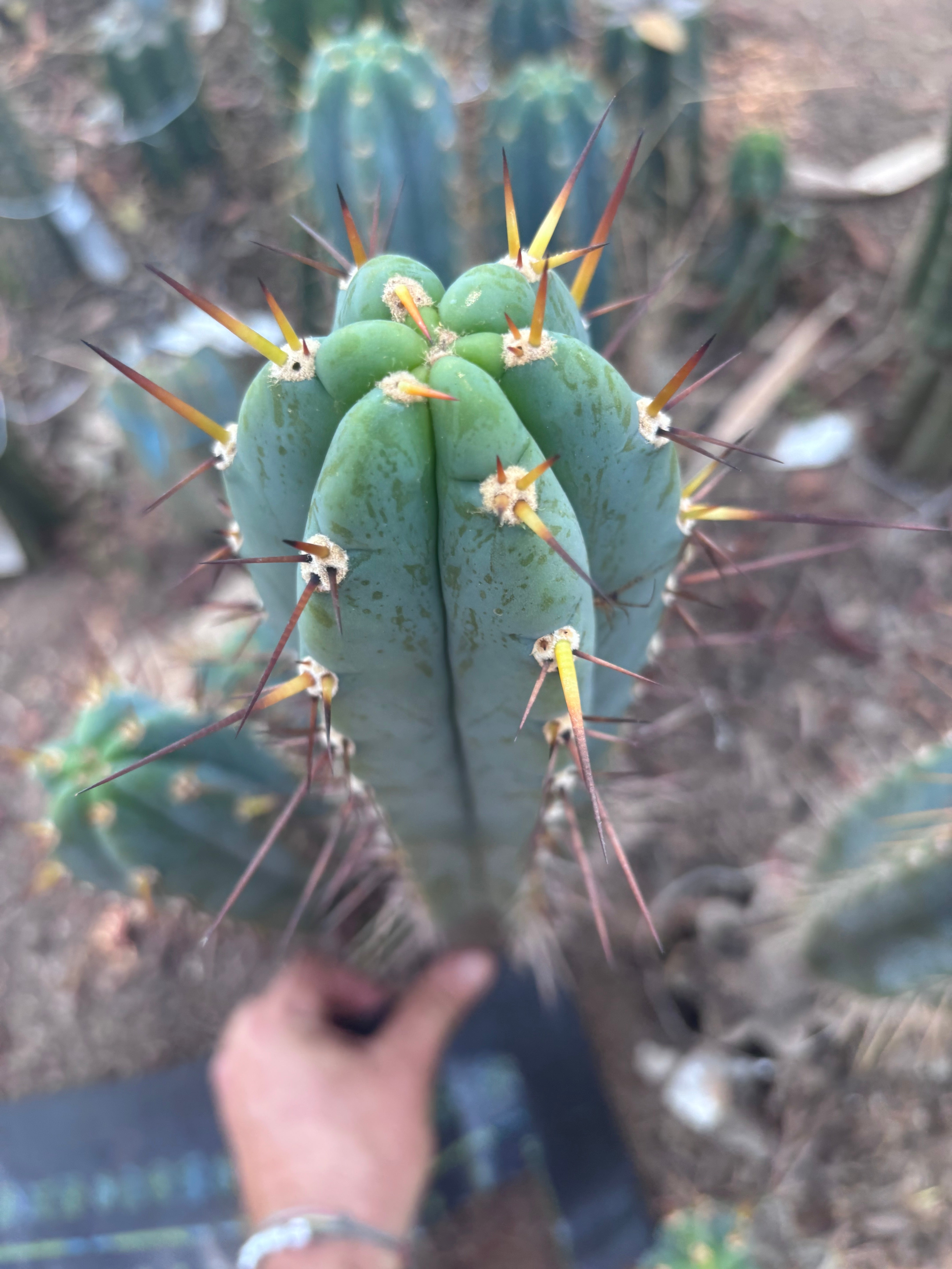 💎👑💎 Rosei 2 — XL 15” Pup