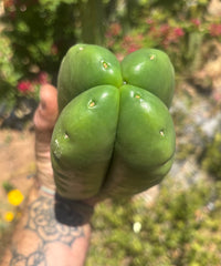 💎👑🌶️ Ferah — Another Fourwang Chub Muffin