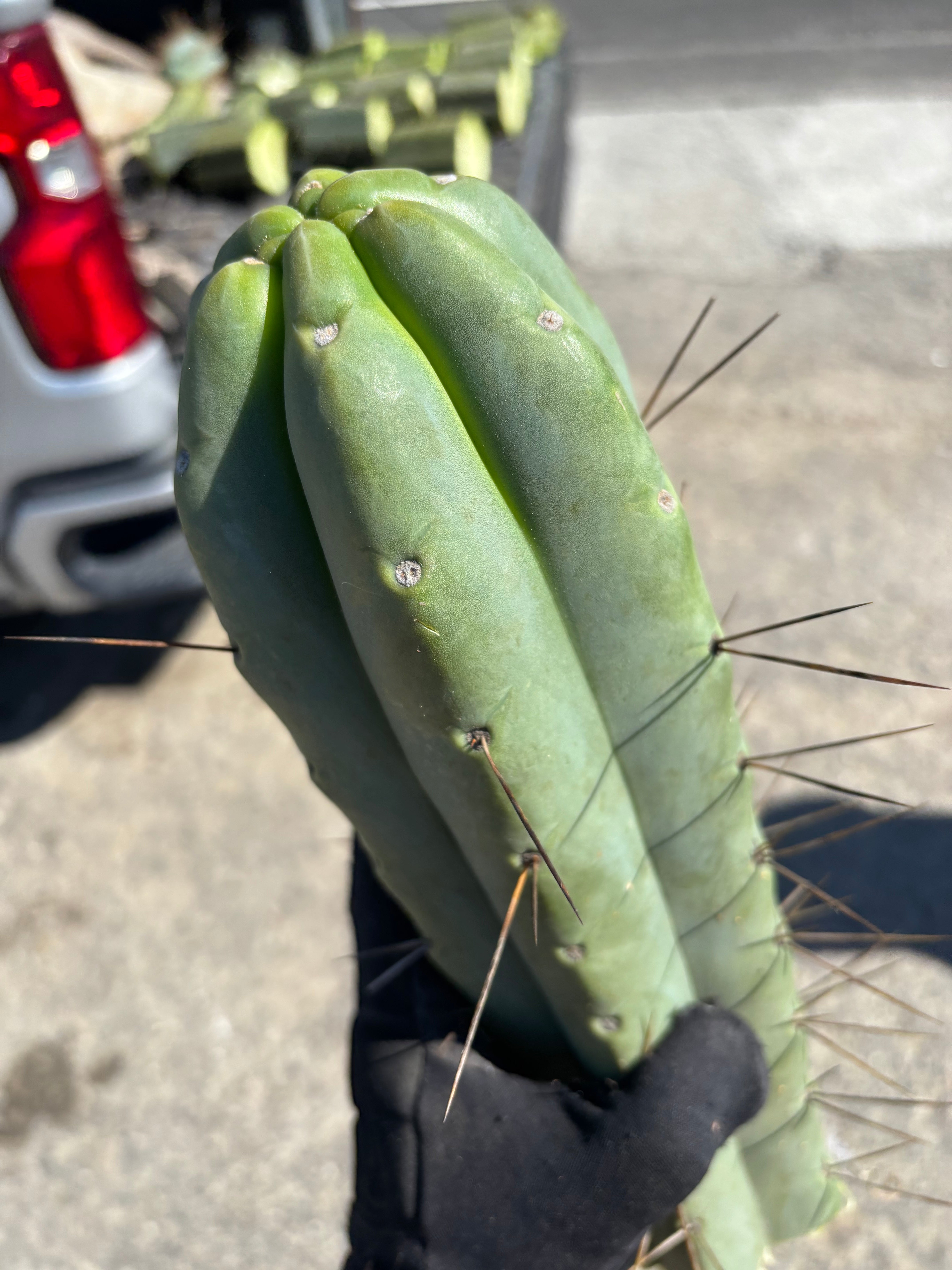 👑💎🌶️🌶️ Eileen — Maxed Girth 14” Tip