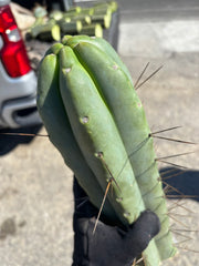 👑💎🌶️🌶️ Eileen — Maxed Girth 14” Tip
