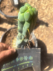 💎👑🌶️ Monster De Cota Cota — 8” Tip