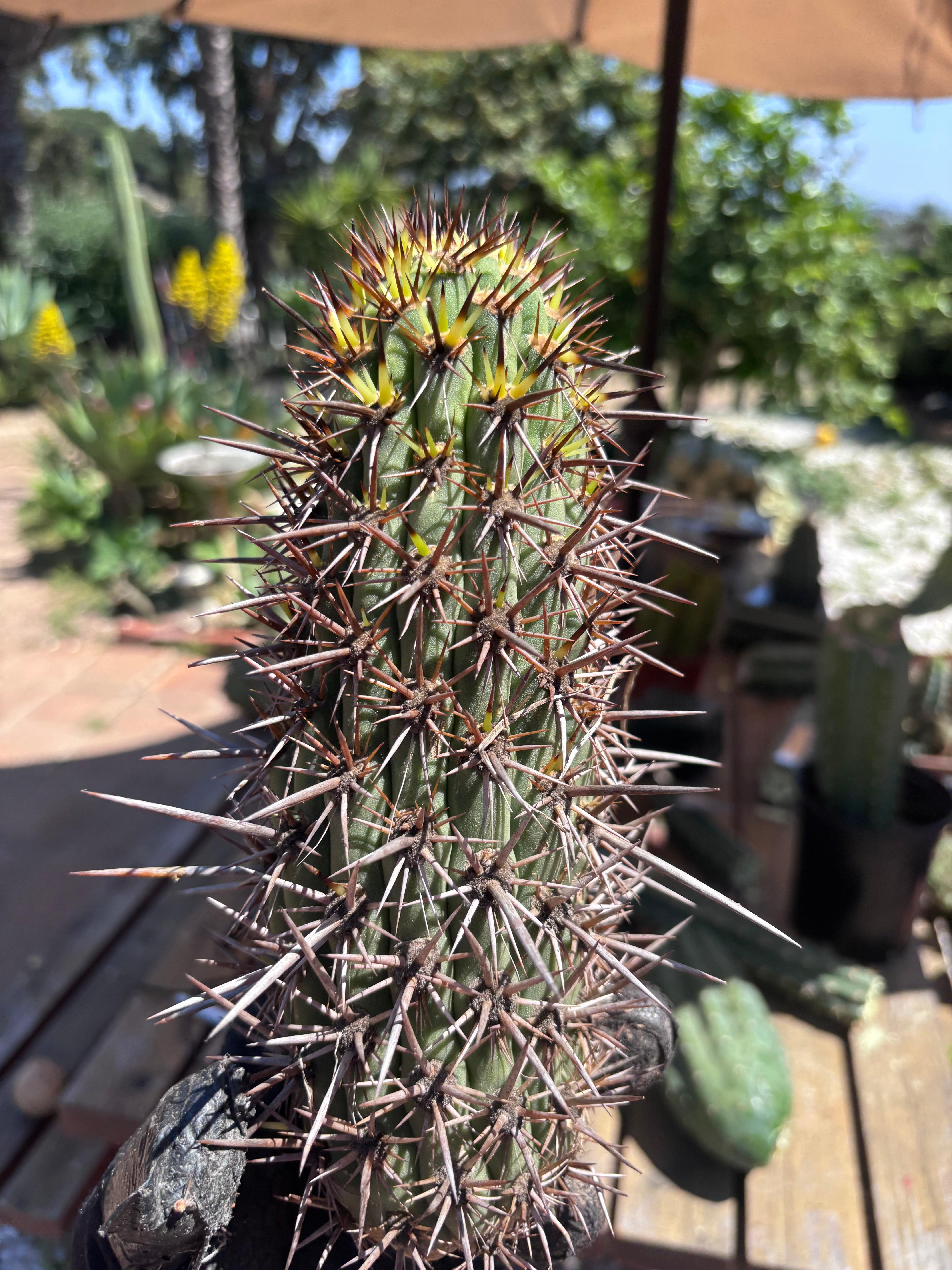 💎👑💎 T. Coquimbanus — 10” Tip #1