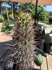 💎👑💎 T. Coquimbanus — 10” Tip #1