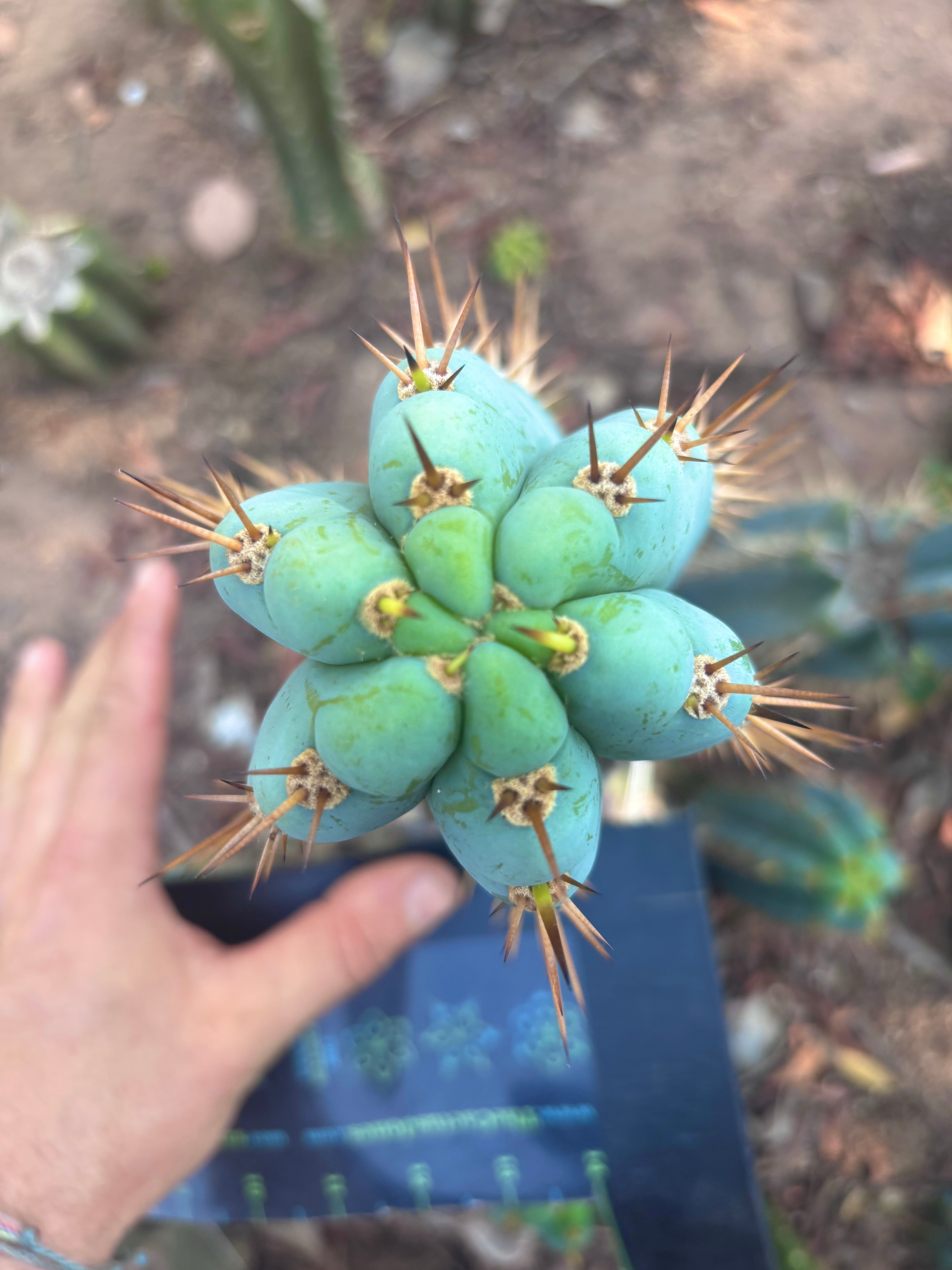 👑💎 Ridiculous — Glowing 9” Pup