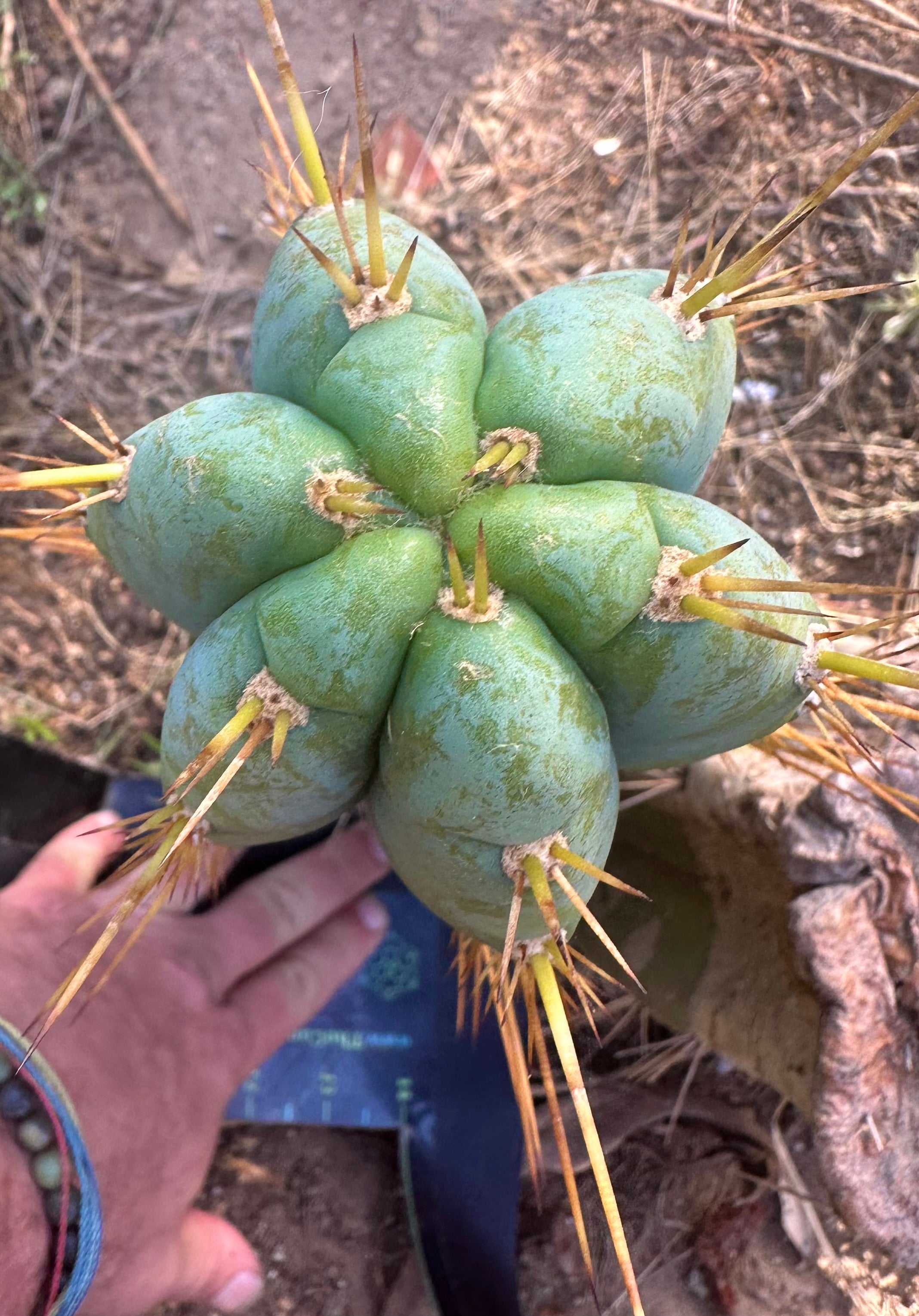 👑 Lotusland Huanucoensis — Fat 12” Pup