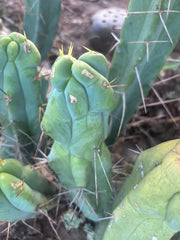 👑🌶️  Mel — 8” Pup