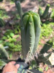 👑🌶️ BBB — 14” Tip