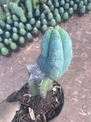 👑 Lotusland Huanu —  Fully Rooted Mid with Fat Pup