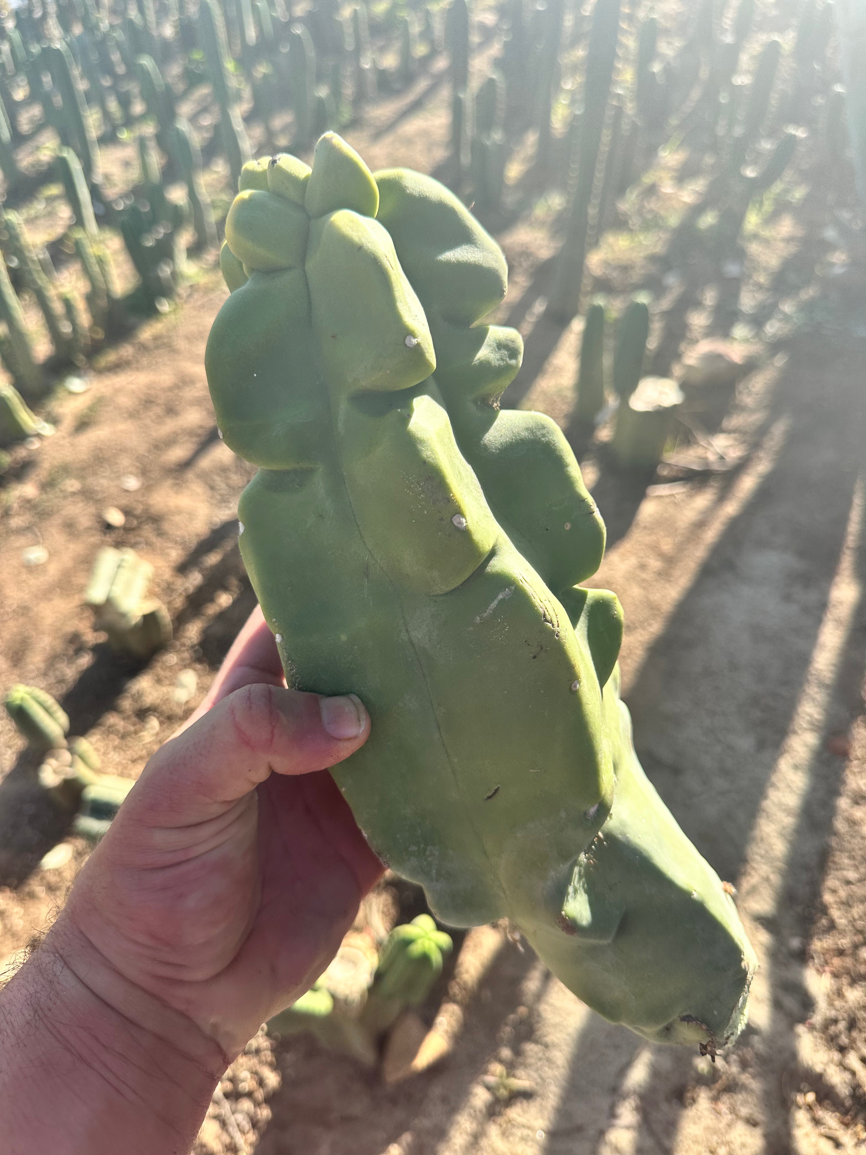 Totem — Beefy 13” Pup