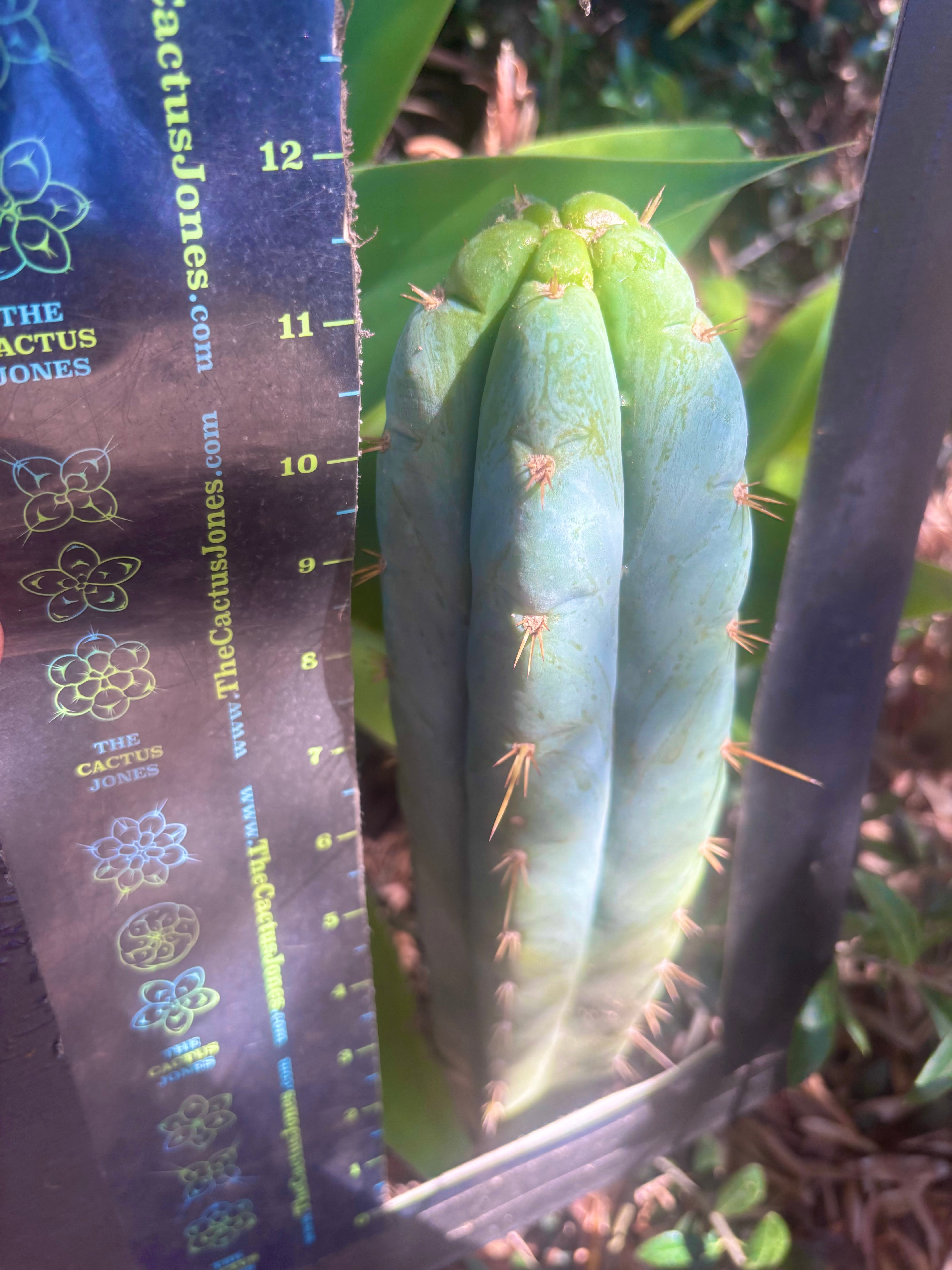 👑 Lotusland Huanu —  Frosty 12” Tip