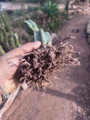 👑🌶️ Pierre — Pupped & Rooted Mid