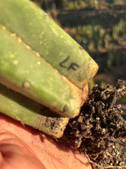 👑🌶️🌶️ Landfill — Rooted Mid