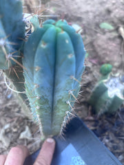 💎👑💎 Zordon  — 8” Pup