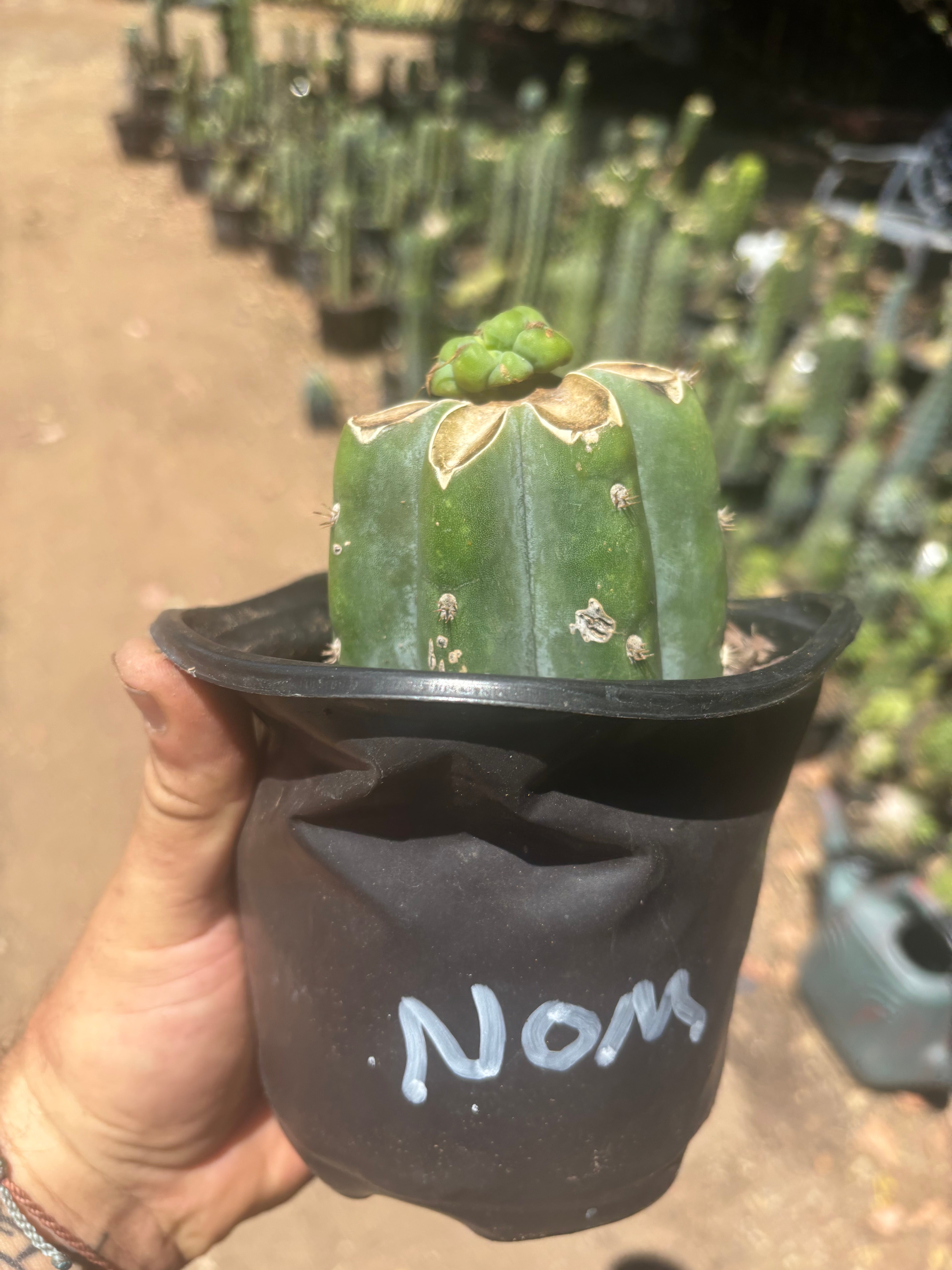 💎🌶️🌶️ NOM — Pup Graft On Rooted Shine01