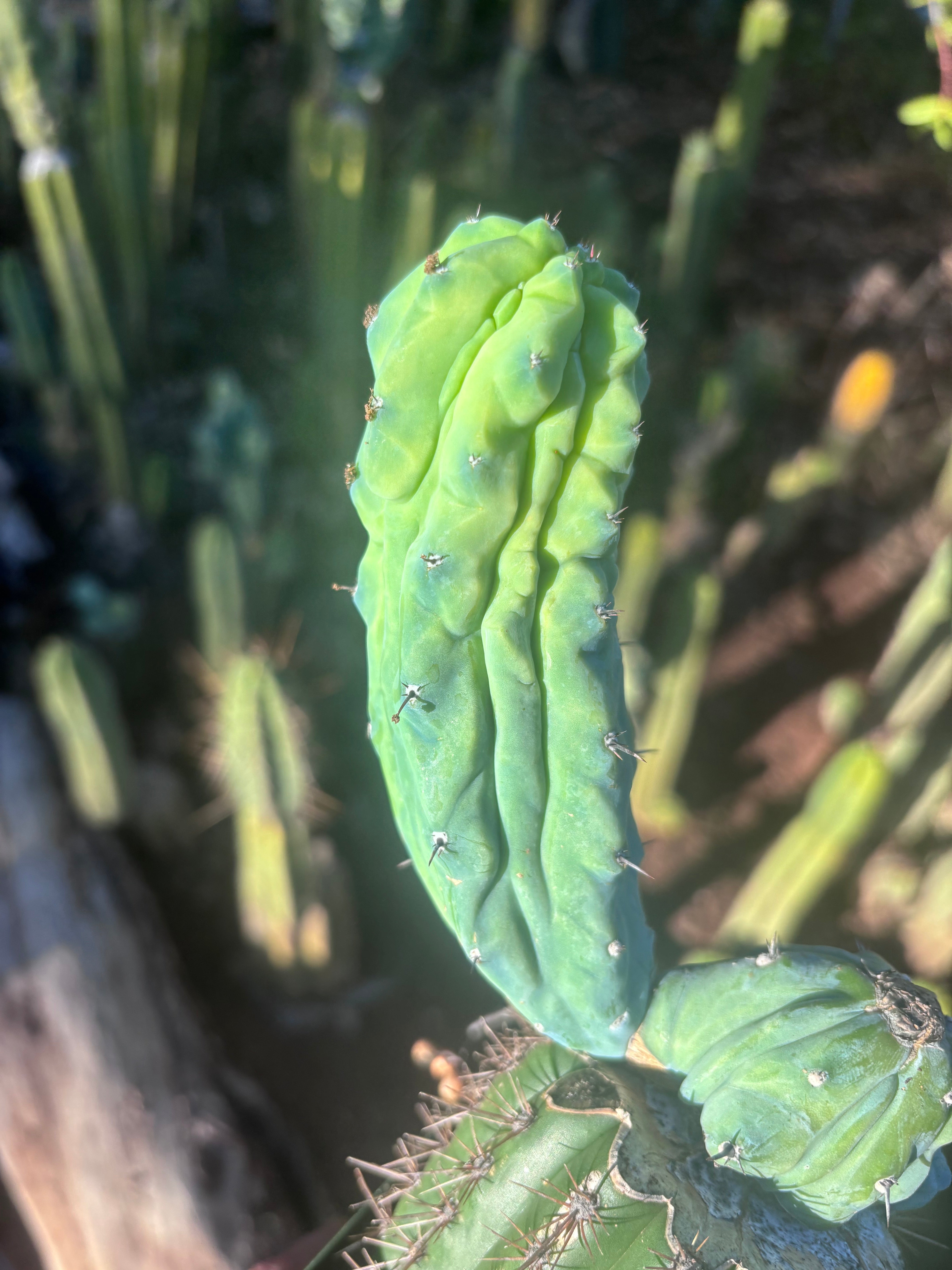 👑💎 Grecas — Rooted Graft with Pup