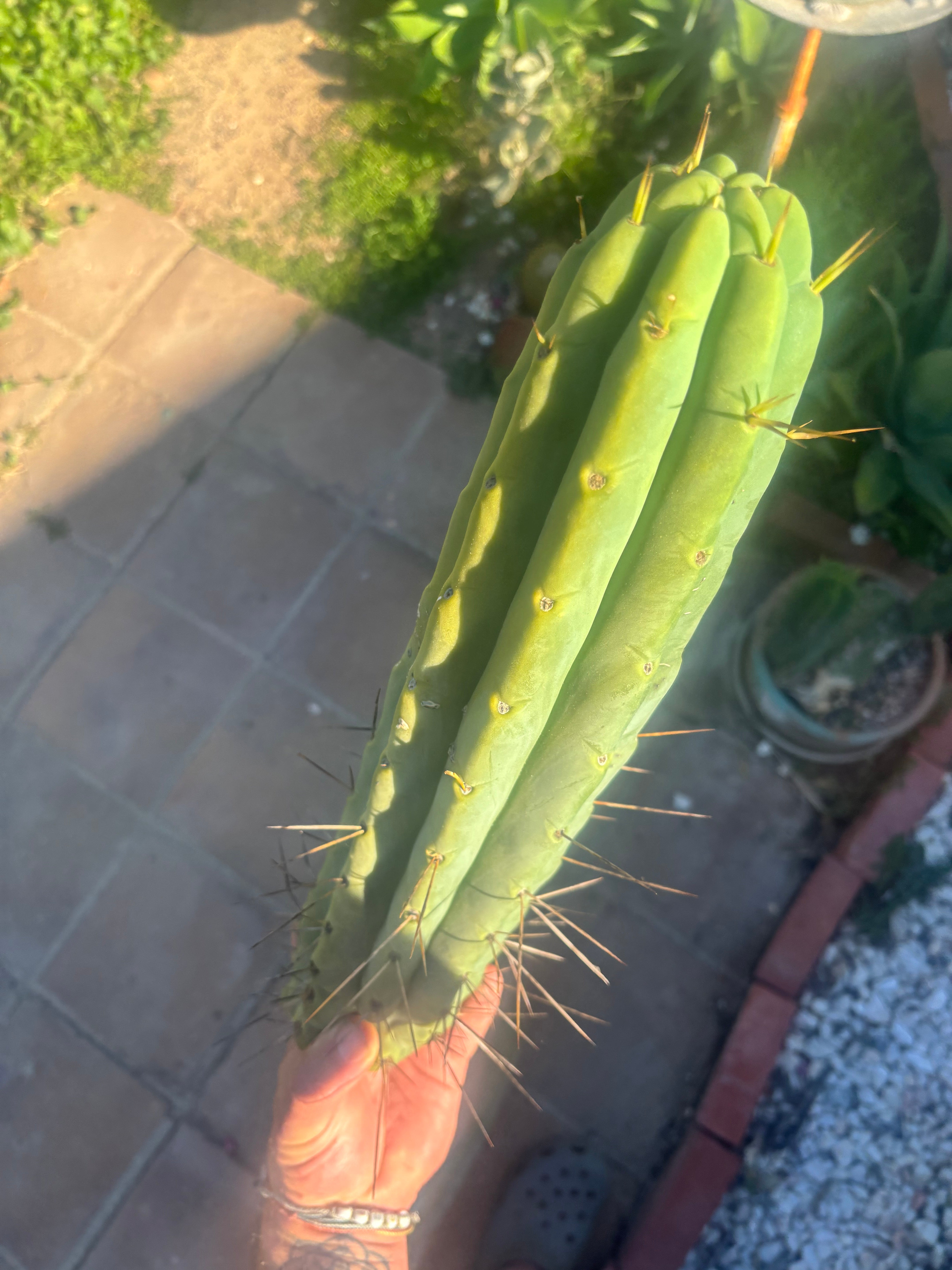 👑💎🌶️🌶️ Eileen — 15” Mega Tip (One More)