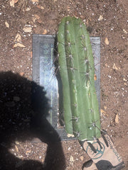 💎💎 Taquimbalensis — MASSIVE 18” Tip