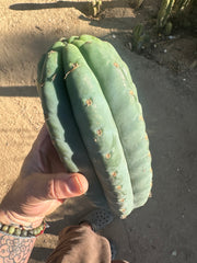 👑🌶️Jonesy02 — Fat 10” Melon Pup