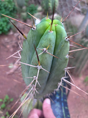👑🌶️🌶️ Pala! — 7.5” Tip