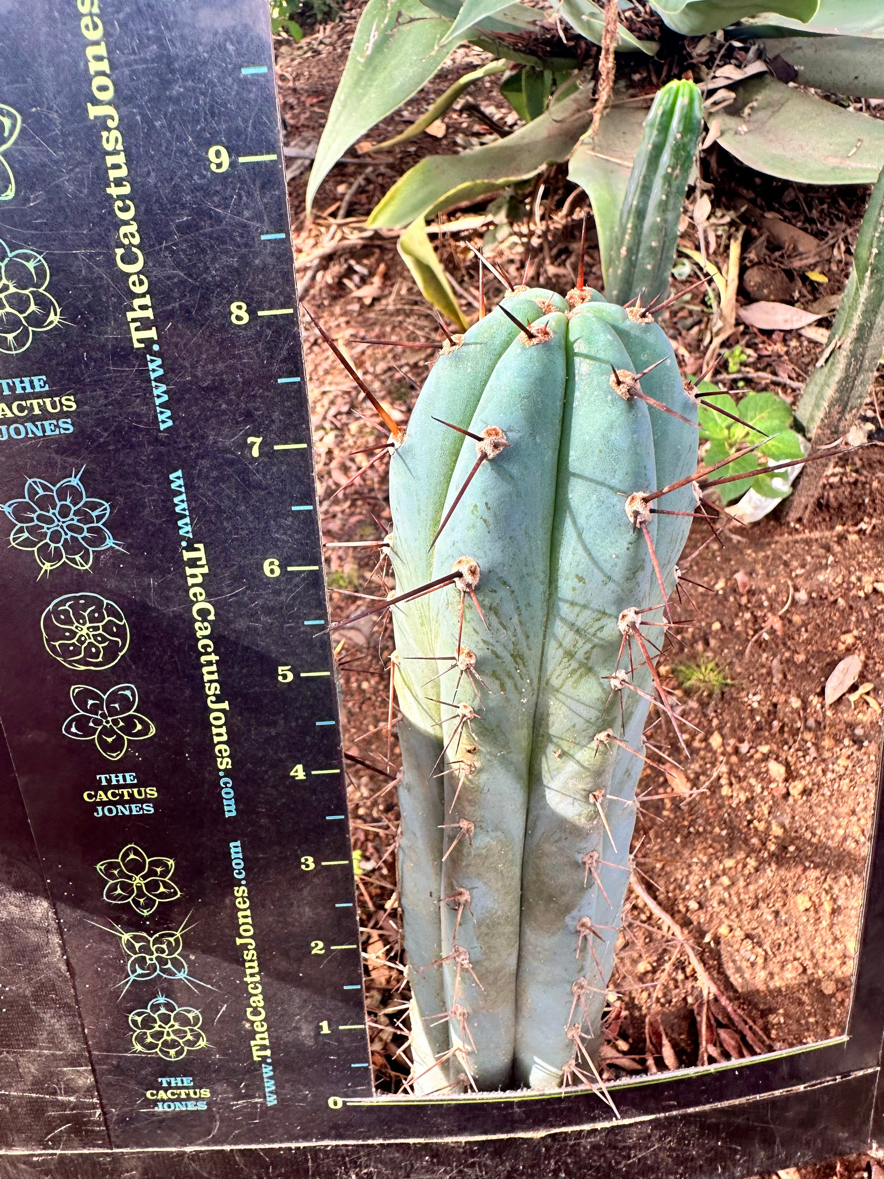 💎👑 Minty — 8” Tip