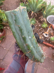 👑🌶️🌶️ Eileen — 14” MEGA Mids (2)