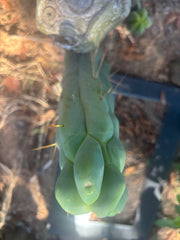 👑💎🌶️ Caballero — 11” Pup