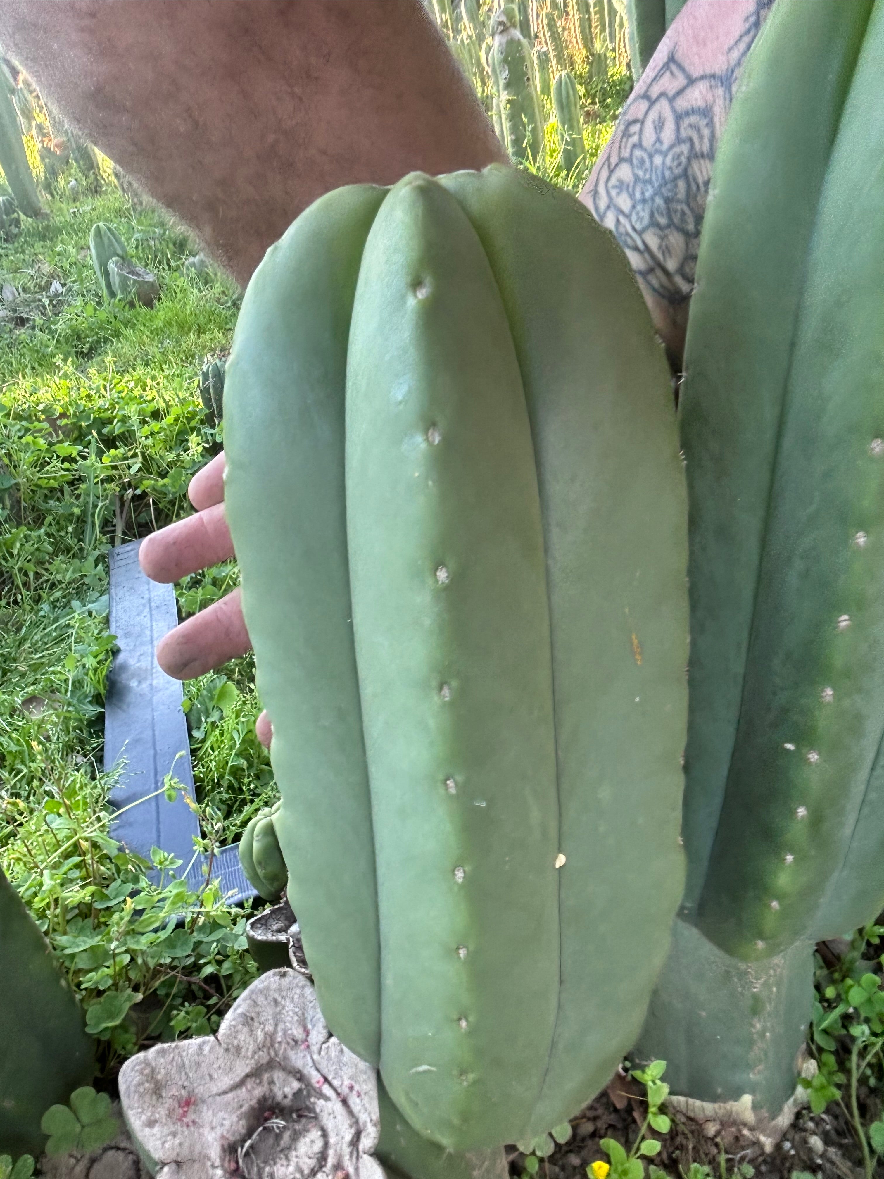 👑💎 Aussie Scop — Fat 10” Melon