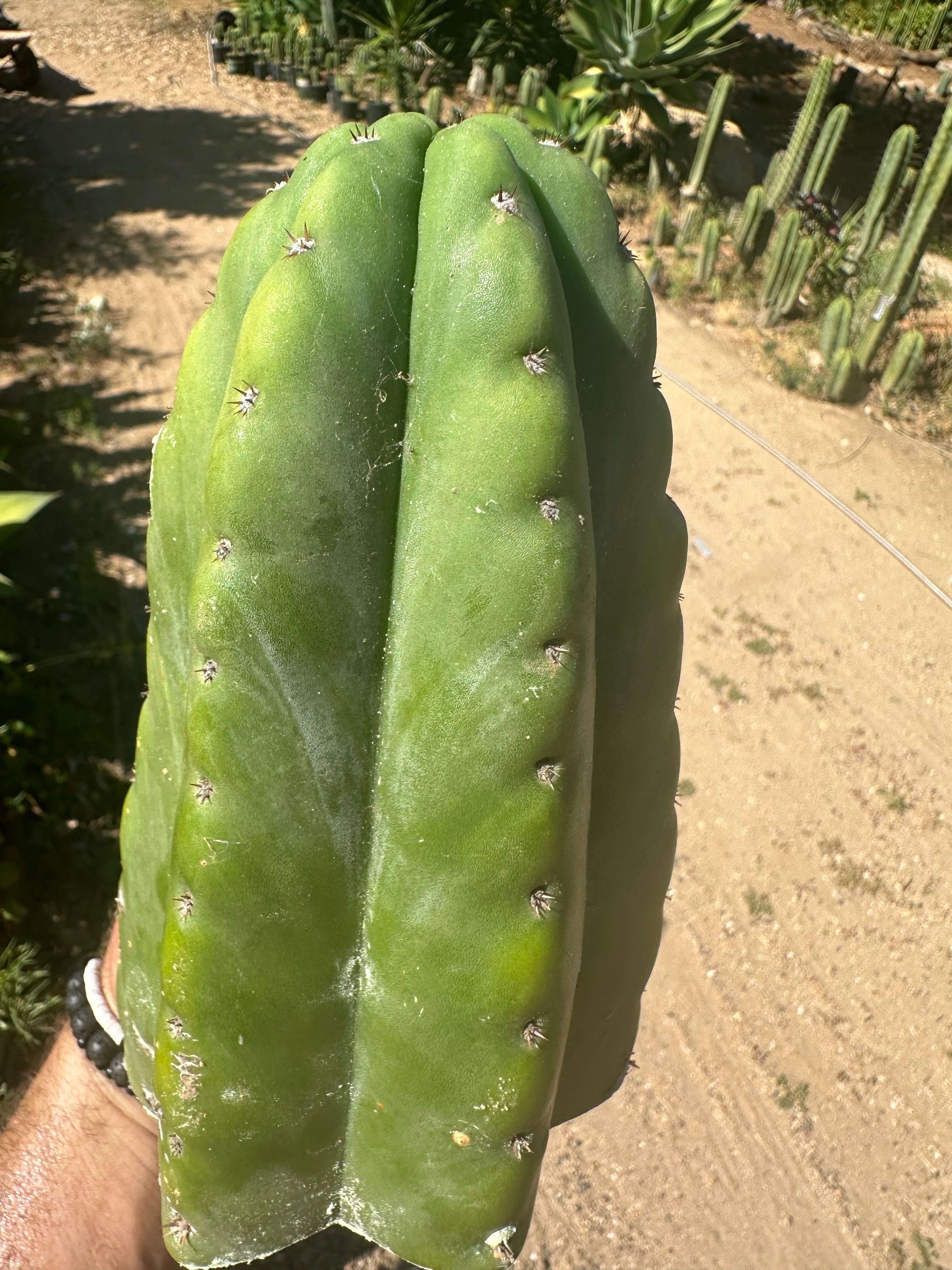 👑🌶️ Bitterfly — Beefy 9” Tip