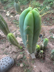 👑🌶️ Exotic Gardens Bridge — 12” Tip