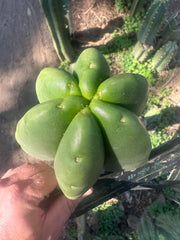 💎👑💎  Ferah! — Another THICK Tip